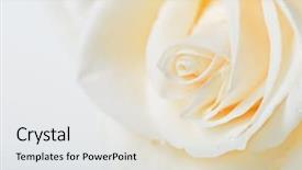  Presentation with bud - PPT theme consisting of peta - white rose bud macro background and a lemonade colored foreground