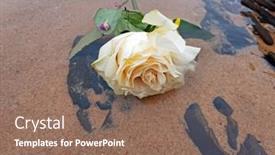  Presentation with water ocean - Presentation theme having white-rose-floating background and a violet colored foreground