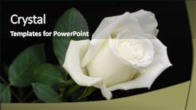 Presentation with white rose - Colorful PPT layouts enhanced with white rose isolated on black backdrop and a black colored foreground