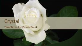  Presentation with white rose - Presentation enhanced with white rose isolated on black background and a soft green colored foreground