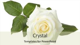  Presentation with white rose - Beautiful PPT theme featuring white rose isolated on white backdrop and a soft green colored foreground