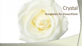  Presentation with red and white rose petals - PPT theme with white rose isolated on white background and a cream colored foreground