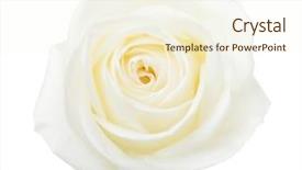  Presentation with white rose - Amazing theme having white rose isolated on white backdrop and a cream colored foreground