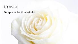 Presentation with white rose - PPT theme enhanced with white-rose-on-white-background background and a pink colored foreground