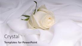  Presentation with white wedding - Slide set enhanced with white-rose-on-white-chiffon background and a sky blue colored foreground