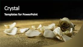  Presentation with rose gold - PPT layouts with white rose petals on gold background and a  colored foreground