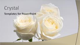  Presentation with white wedding - Presentation consisting of white-rose-wedding-background-delicate background and a light gray colored foreground