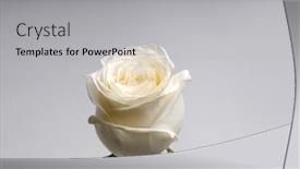  Presentation with wedding white - Presentation theme consisting of white-rose-wedding-background-delicate background and a light gray colored foreground