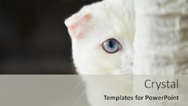  Presentation with fold - Slide set consisting of white-scottish-fold-cat-hiding background and a light gray colored foreground