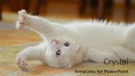  Presentation with fold - Cool new slides with white-scottish-fold-cat backdrop and a coral colored foreground