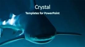  Presentation with shark - Presentation theme consisting of white shark swimming along underwater background and a navy blue colored foreground