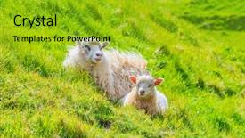  Presentation with shepherd sheep - Theme consisting of white sheep and lamb background and a gold colored foreground