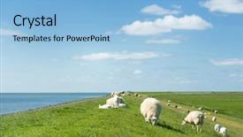  Presentation with dutch - Audience pleasing PPT theme consisting of white sheep at the dike backdrop and a light blue colored foreground