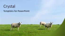  Presentation with sheep - PPT layouts featuring dike - white sheep at the grass background and a light blue colored foreground