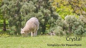  Presentation with art white gray grey - Cool new slide deck with white sheep on green grass backdrop and a yellow colored foreground