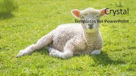  Presentation with white green - Presentation design with white sheep on green grass background and a yellow colored foreground