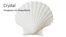  Presentation with shell - Beautiful slides featuring white shell isolated against white backdrop and a white colored foreground