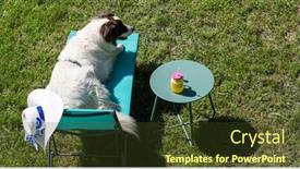  Presentation with summer sun - Beautiful slides featuring white-shepherd-dog backdrop and a tawny brown colored foreground