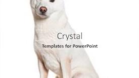  Presentation with camera - Slide set featuring white-shiba-inu-looking background and a white colored foreground