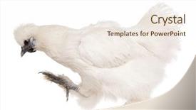  Presentation with chicken - PPT theme consisting of white silkie chicken 6 months old standing in front of white background background and a sky blue colored foreground