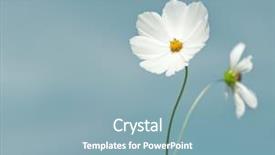  Presentation with simple - Colorful slide deck enhanced with white simple - image of a nice cosmea backdrop and a light blue colored foreground