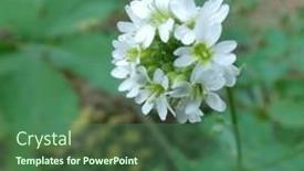  Presentation with tropical flowers close up - Presentation theme featuring white-small-forest-flowers-close background and a  colored foreground