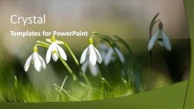  Presentation with snowdrop - Presentation design having white-snowdrop-flowers-on-green background and a coral colored foreground