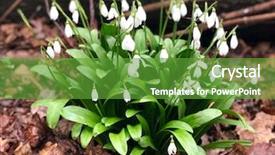  Presentation with woodland - PPT layouts having white snowdrops in english woodland background and a tawny brown colored foreground