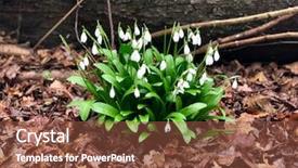  Presentation with mangrove woodland - PPT layouts with white snowdrops in english woodland background and a tawny brown colored foreground