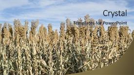  Presentation with kansas - Colorful PPT theme enhanced with white sorghum field in western backdrop and a light blue colored foreground