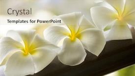  Presentation with bowl - Cool new presentation theme with white spa flower in a brown bowl with blur background in thailand backdrop and a soft green colored foreground