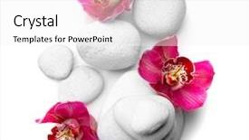  Presentation with orchids orchid red orchid orchid - PPT layouts enhanced with white spa stones and red background and a white colored foreground