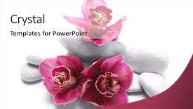  Presentation with orchids orchid red orchid orchid - Presentation theme consisting of white spa stones and red background and a  colored foreground