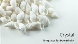  Presentation with sea shells - Presentation theme consisting of white-spiral-sea-shells-isolated background and a light gray colored foreground