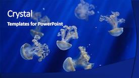  Presentation with jellyfish - PPT theme having white-spotted jellyfish phyllorhiza punctata background and a royal blue colored foreground