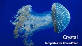  Presentation with australian - Colorful PPT theme enhanced with white-spotted jellyfish phyllorhiza punctata backdrop and a navy blue colored foreground