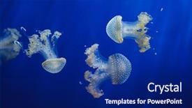  Presentation with jellyfish - Amazing PPT theme having white-spotted jellyfish phyllorhiza punctata backdrop and a navy blue colored foreground