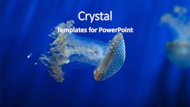  Presentation with jellyfish - Slide set consisting of white-spotted jellyfish phyllorhiza punctata background and a royal blue colored foreground