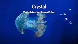  Presentation with jellyfish - Audience pleasing presentation design consisting of white-spotted jellyfish phyllorhiza punctata backdrop and a navy blue colored foreground