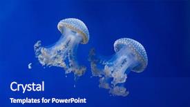  Presentation with australian - Colorful PPT theme enhanced with white-spotted jellyfish phyllorhiza punctata backdrop and a royal blue colored foreground