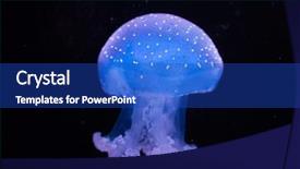  Presentation with australian - Amazing slides having white-spotted jellyfish phyllorhiza punctata backdrop and a royal blue colored foreground