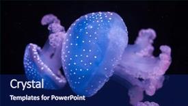  Presentation with jellyfish - Presentation featuring white-spotted jellyfish phyllorhiza punctata background and a navy blue colored foreground