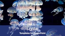  Presentation with jellyfish - Audience pleasing slide set consisting of white-spotted jellyfish phyllorhiza punctata backdrop and a ocean colored foreground