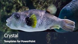  Presentation with puffer - Slide deck enhanced with white-spotted-puffer-arothron-hispidus background and a ocean colored foreground