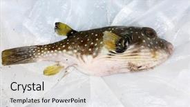  Presentation with puffer - Beautiful theme featuring white-spotted puffer fish aka backdrop and a white colored foreground