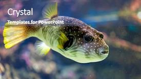  Presentation with puffer - Amazing theme having white spotted puffer backdrop and a ocean colored foreground