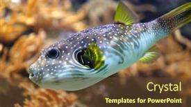  Presentation with puffer - PPT layouts consisting of white-spotted-puffer background and a tawny brown colored foreground