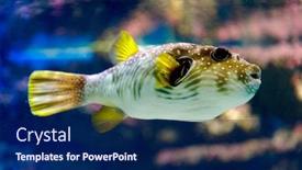  Presentation with puffer - Theme with white-spotted-puffer background and a navy blue colored foreground