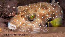  Presentation with nighttime - Theme consisting of white-spotted-pufferfish-lies-motionless background and a coral colored foreground
