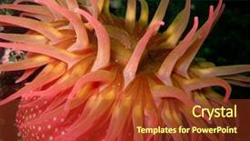  Presentation with sound - Amazing theme having white-spotted sea anemone macro backdrop and a  colored foreground